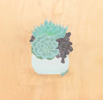 Succulent Succulents